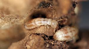 Resultado de imagen de termite home