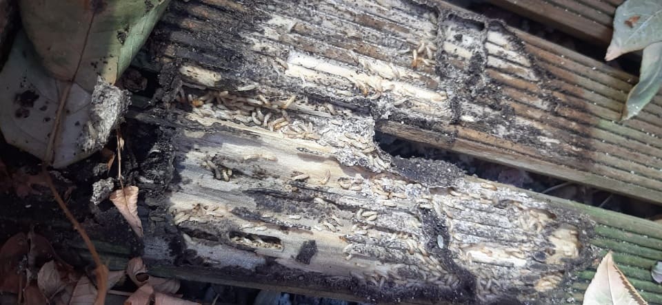 Hongos y humedad en madera