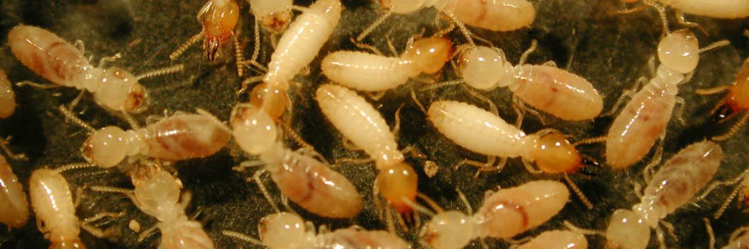 Resultado de imagen de termites signs