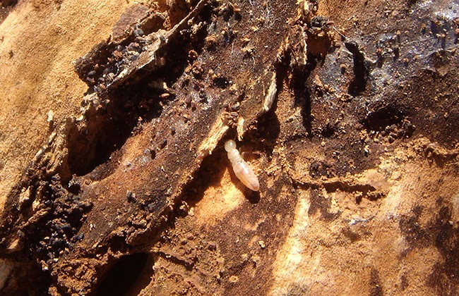 Resultado de imagen de termitas españa