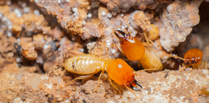 7 evidencias para saber si tienes termitas - Desinfestados
