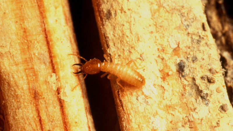 Resultado de imagen de signs of termites
