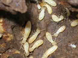 Resultado de imagen de termitas