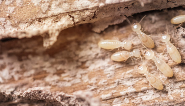 Did You Know Pest Control & Termite Control Are Not the Same? | Pest Control  vs Termite Control